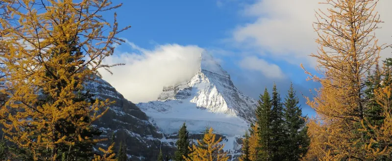 Autumn larch trees frame Mount Assiniboine